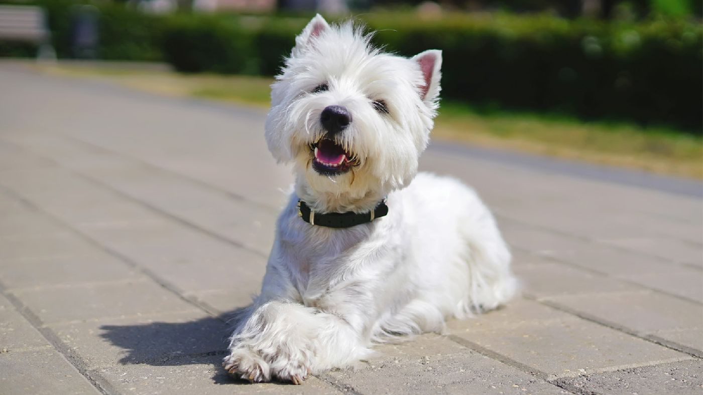 Raça: West Highland White Terrier