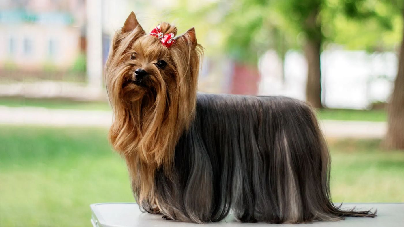 Raça: Yorkshire Terrier