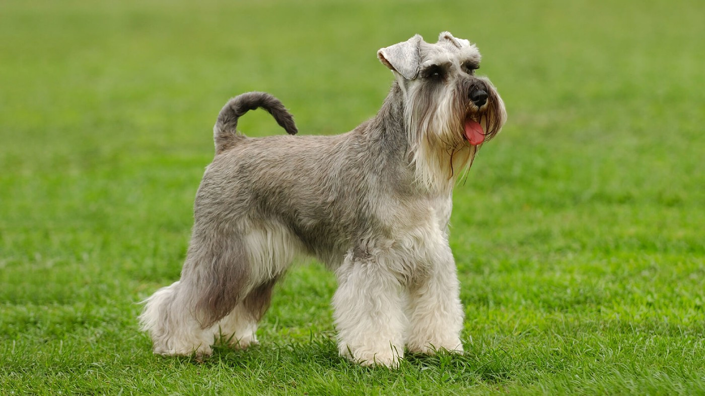 Raça: Schnauzer Miniatura