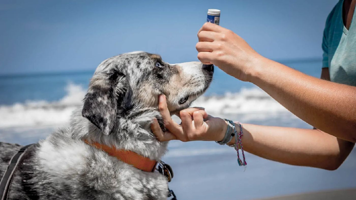 Proteja o seu cão do sol