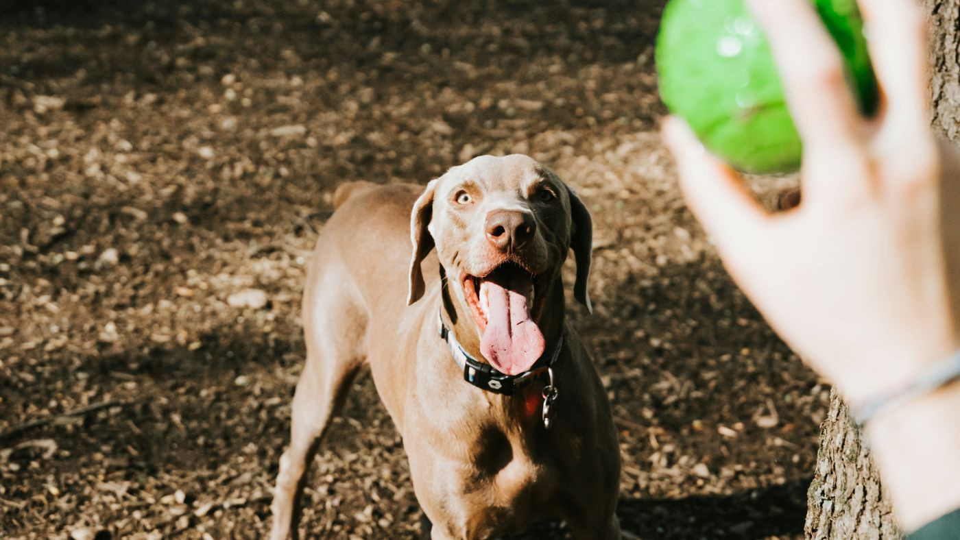 TOP de bolas para atirar ao seu cão