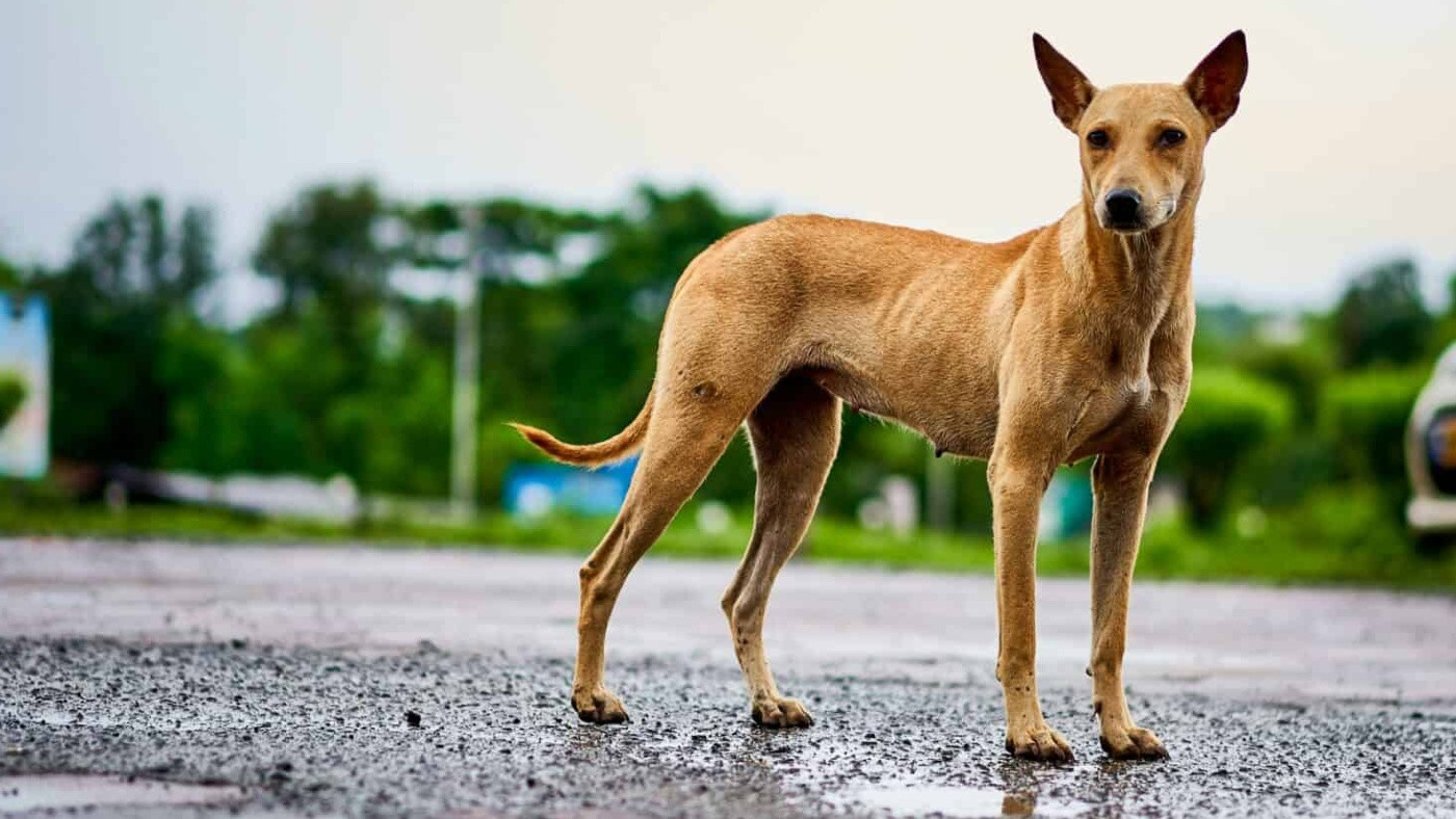 O meu cão está demasiado magro?