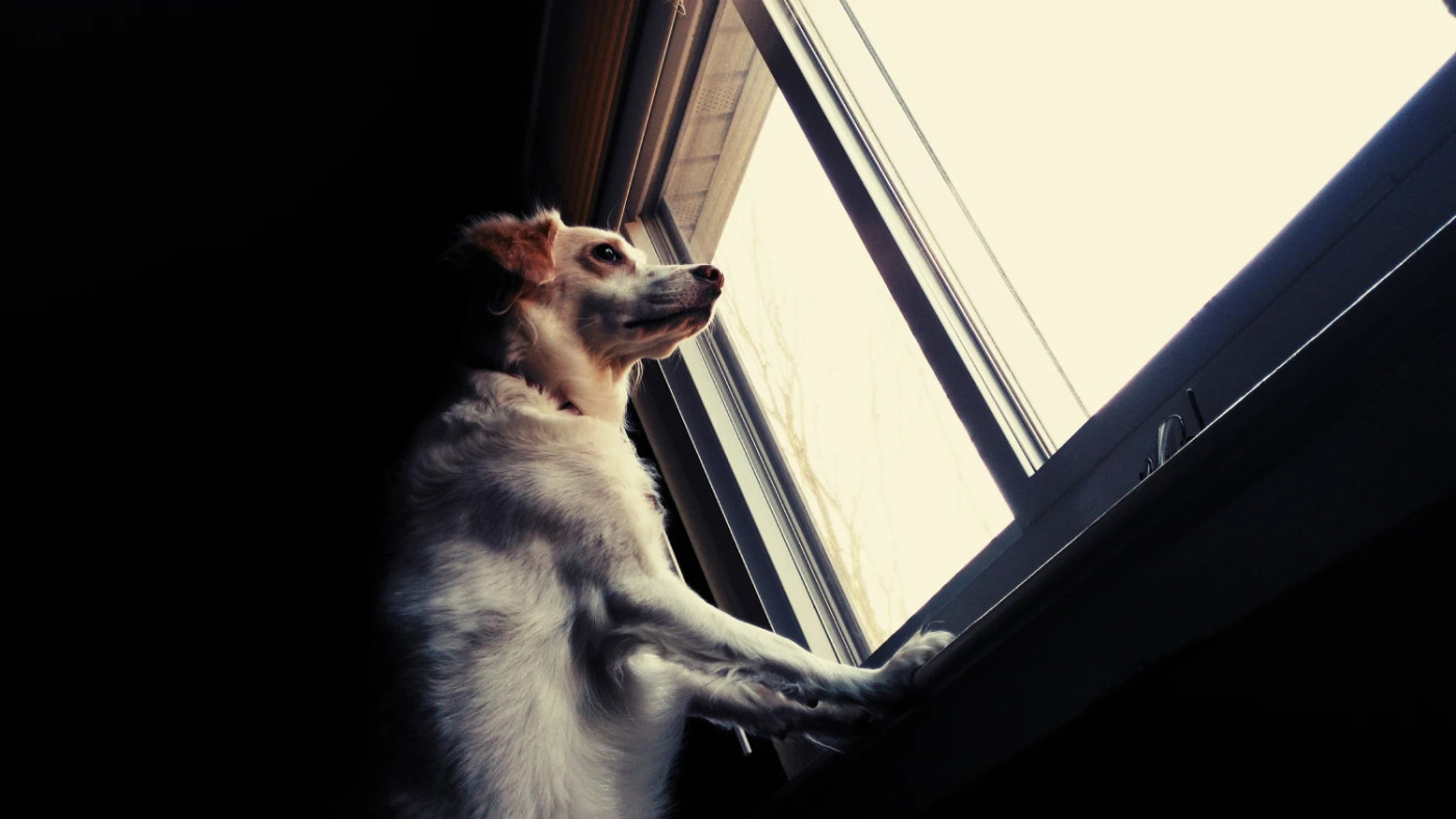 Medo de ficar sozinho: como ajudar o seu cão a viver com mais tranquilidade