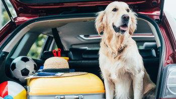 Vai viajar com seu animal neste verão? Veja dicas infalíveis para uma viagem tranquila