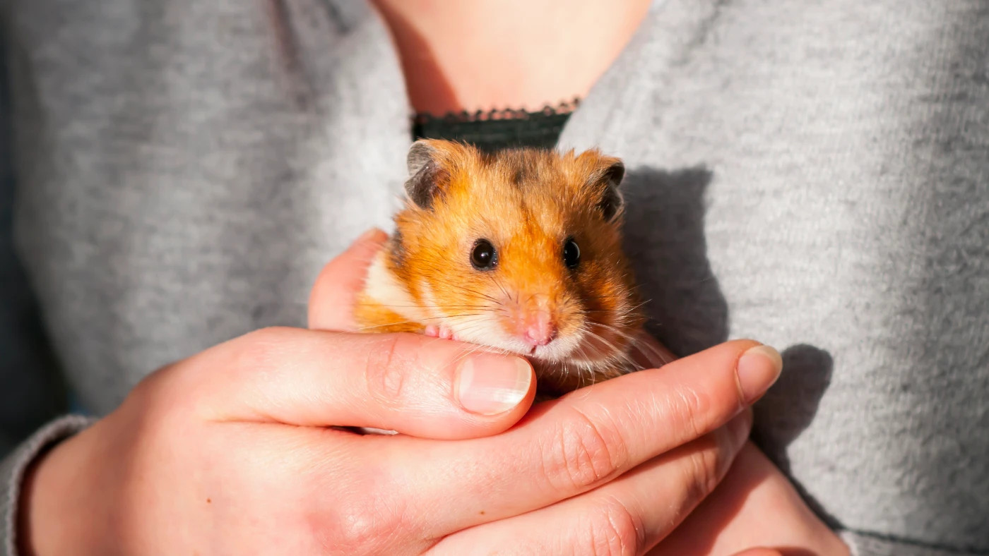 Guia completo de cuidados com hamsters