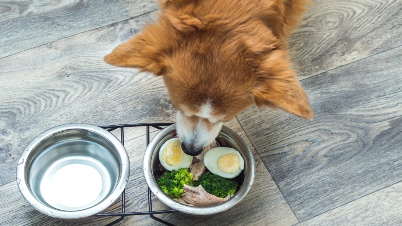 Cães podem comer ovo? Guia completo, benefícios e quantidades seguras