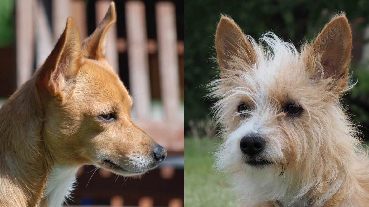 Raça: Podengo pequeno