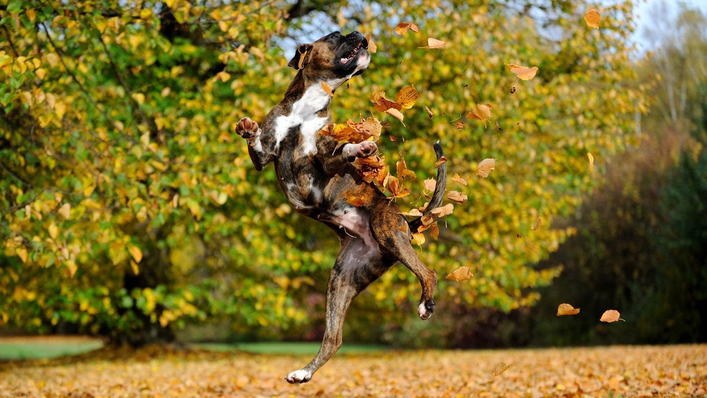 Raça: Boxer