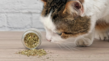 O que é o catnip e porque é que os gatos gostam desta erva?