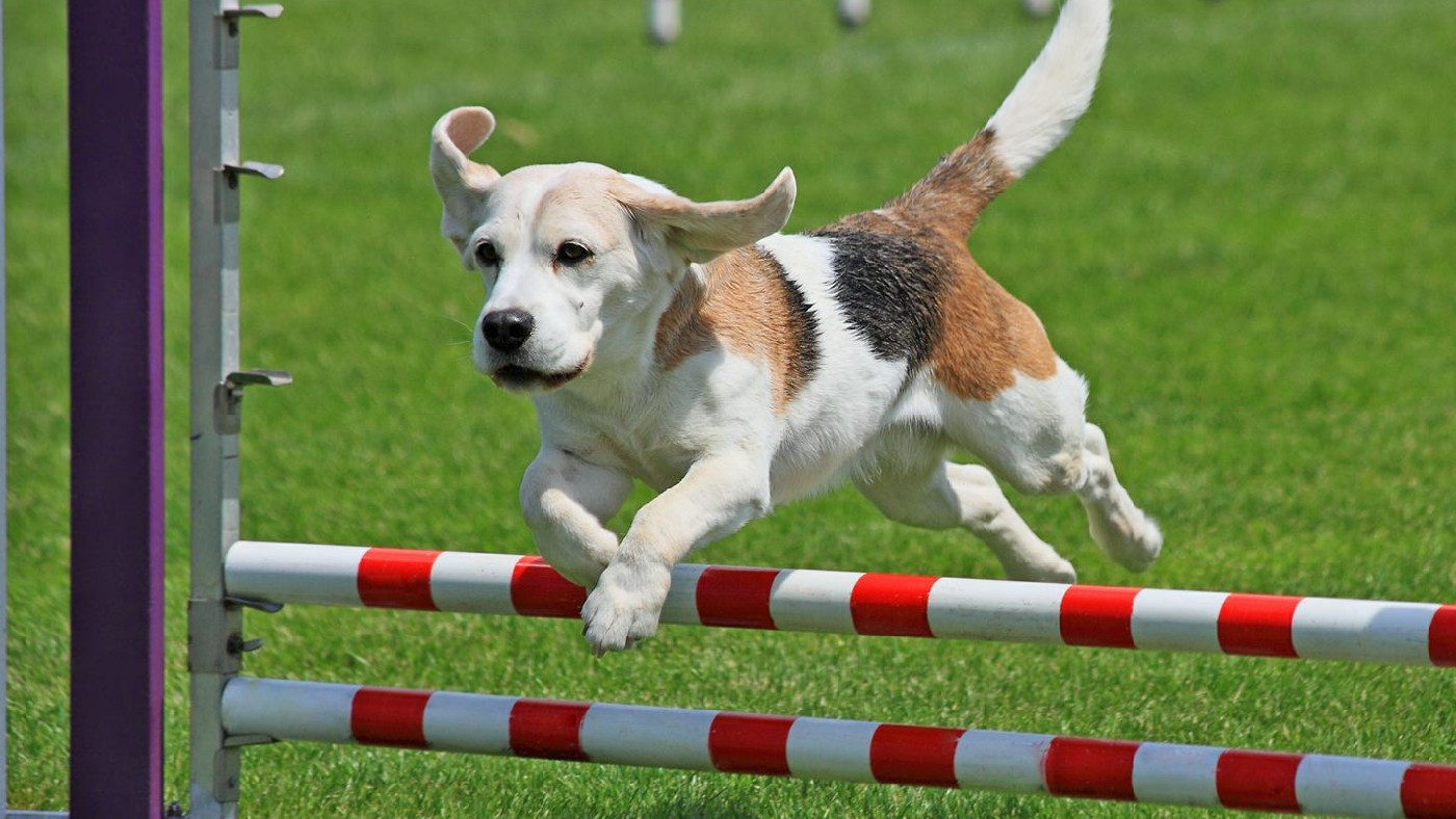 Raça: Beagle