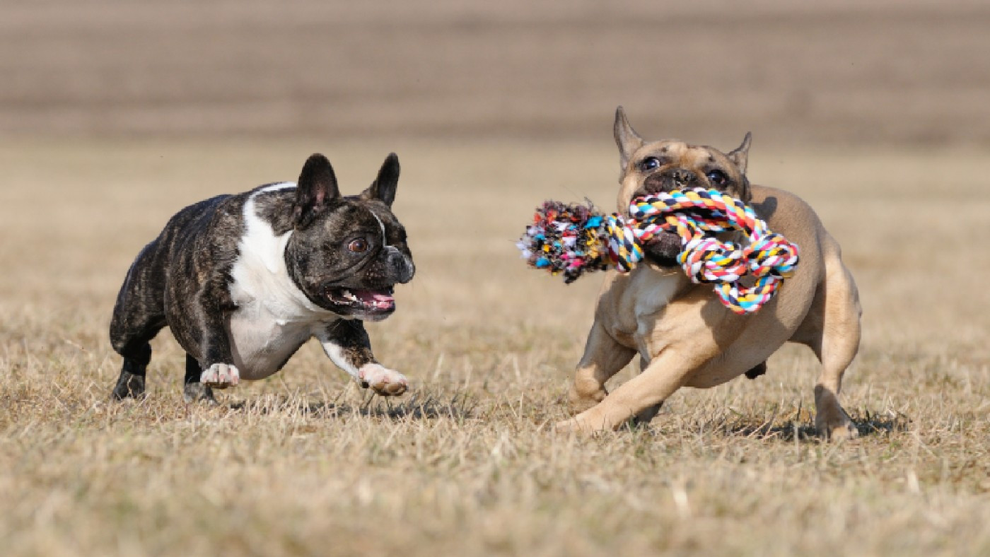 Raça: Bouledogue Francês