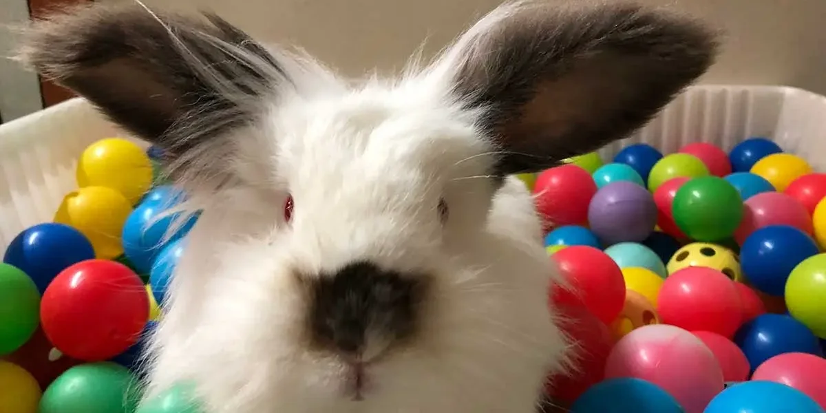 Coelho a brincar com bolas