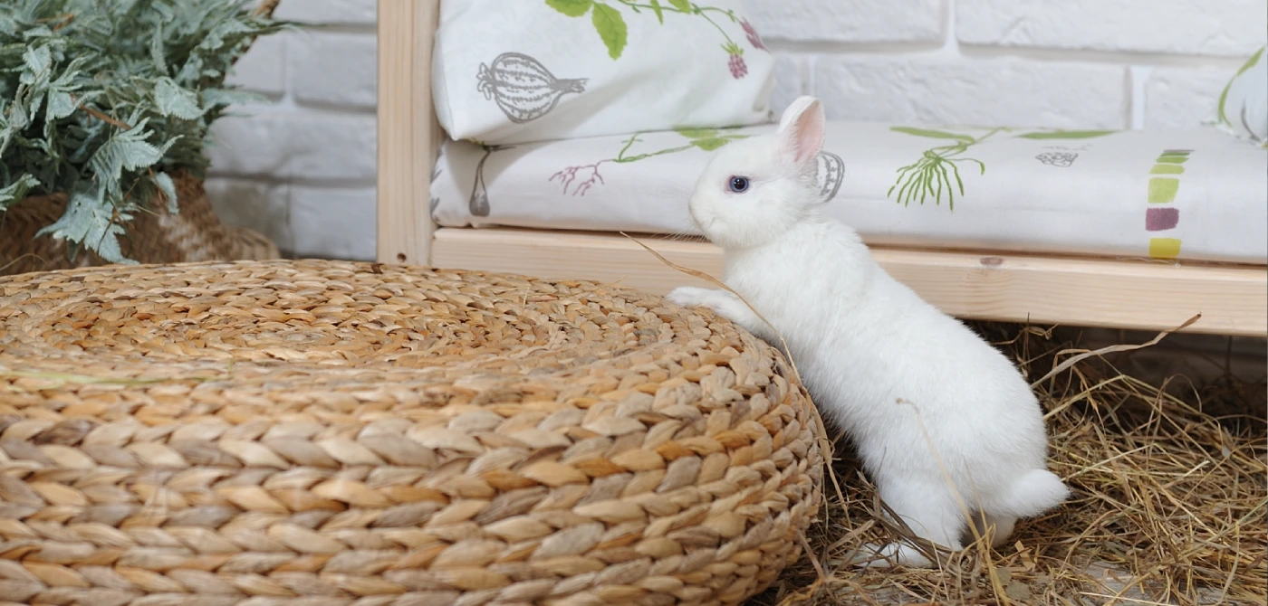 Espaço adequado para coelho no interior