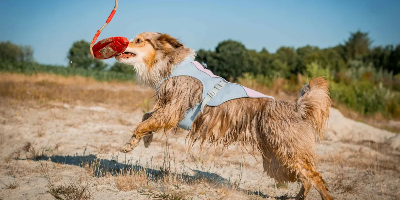Cão com colete refrescante para o verão