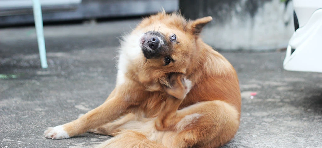 Cão a coçar a orelha