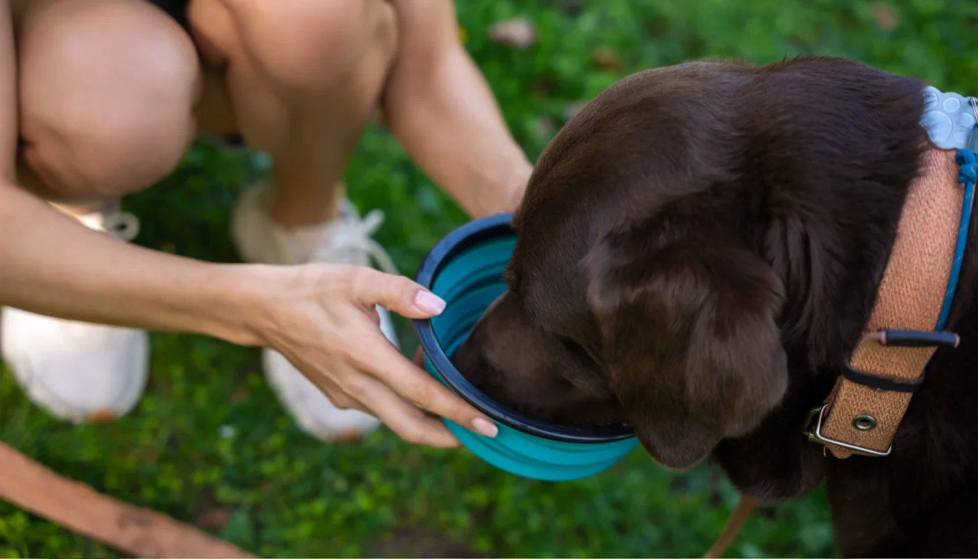 Cão a beber água fresca de um bebedouro portátil