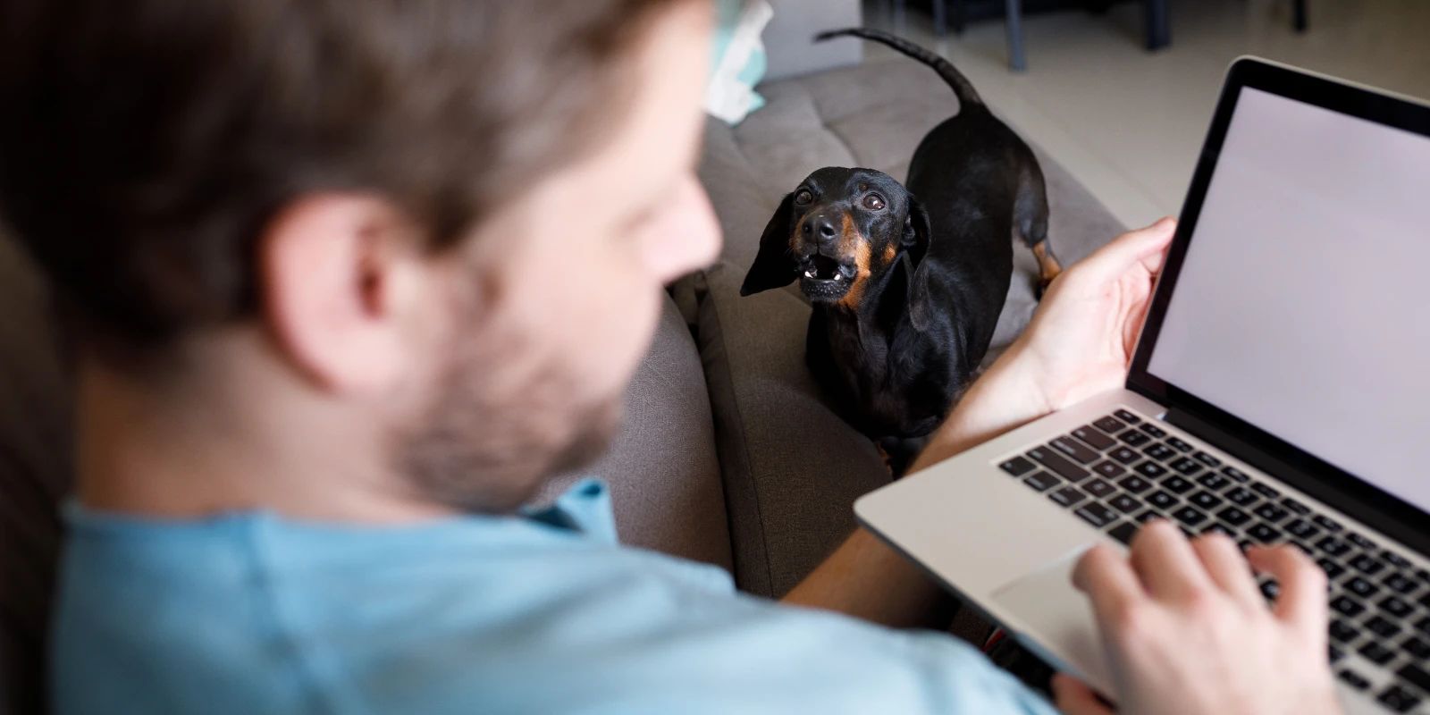 cao a pedir atenção