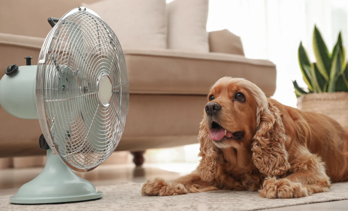 Cão a descansar em casa com ventoinha ligada
