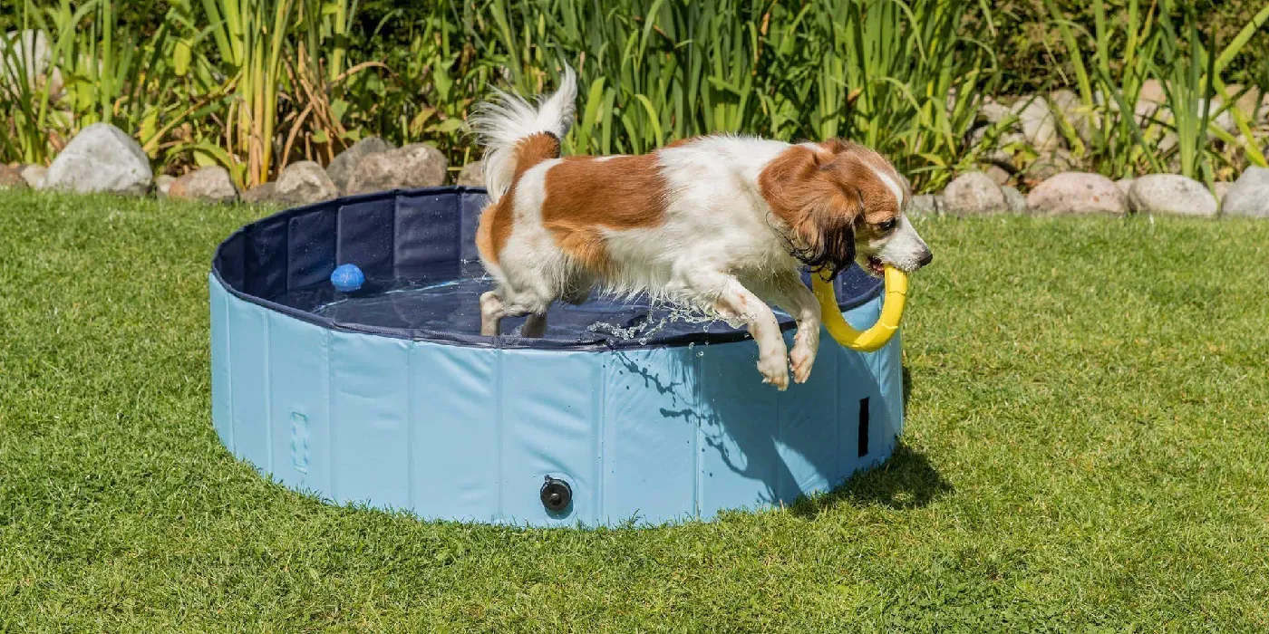 Cão a divertir-se na piscina de jardim
