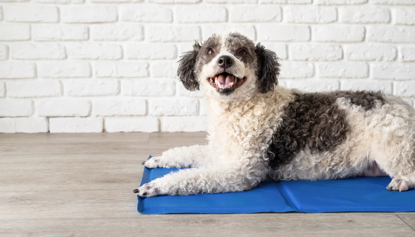 Cão deitado em toalha húmida para se refrescar