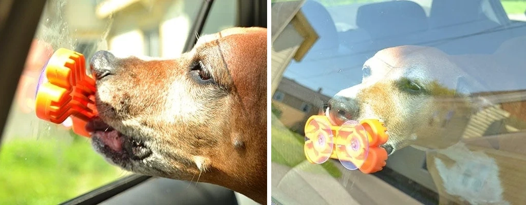 Cão a lamber licking mat no carro