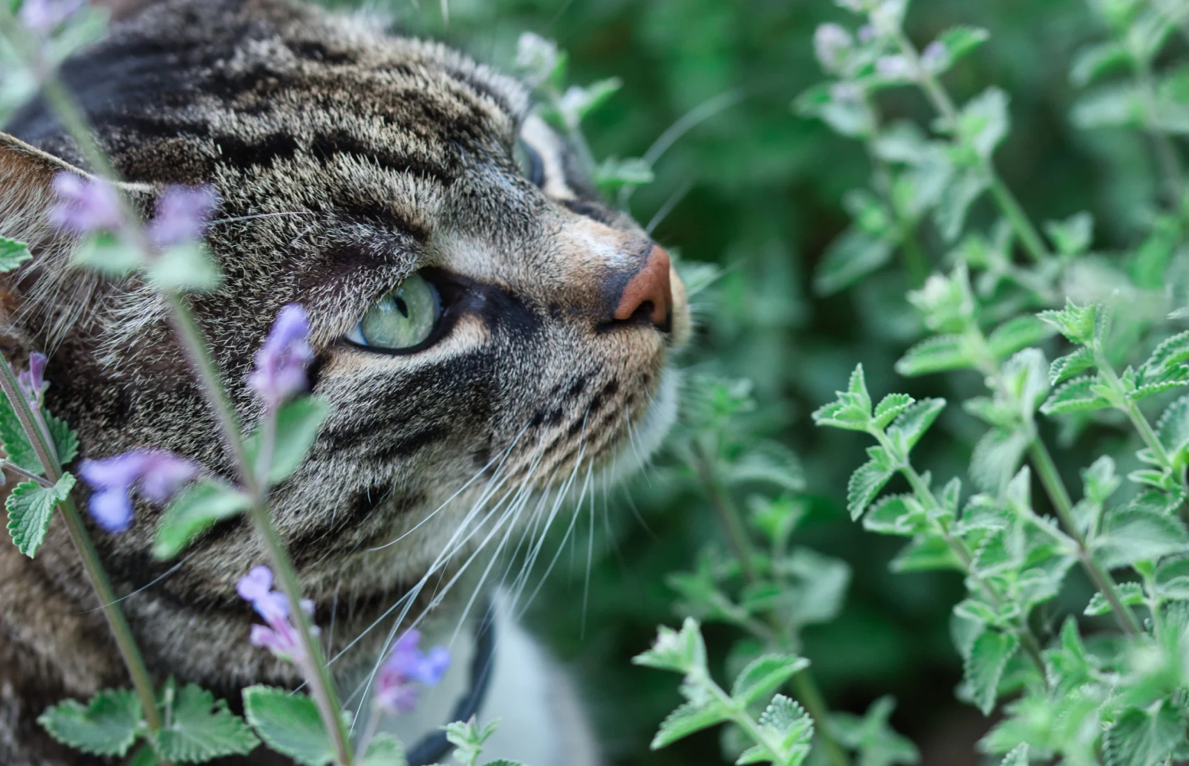 planta de catnip nepeta cataria