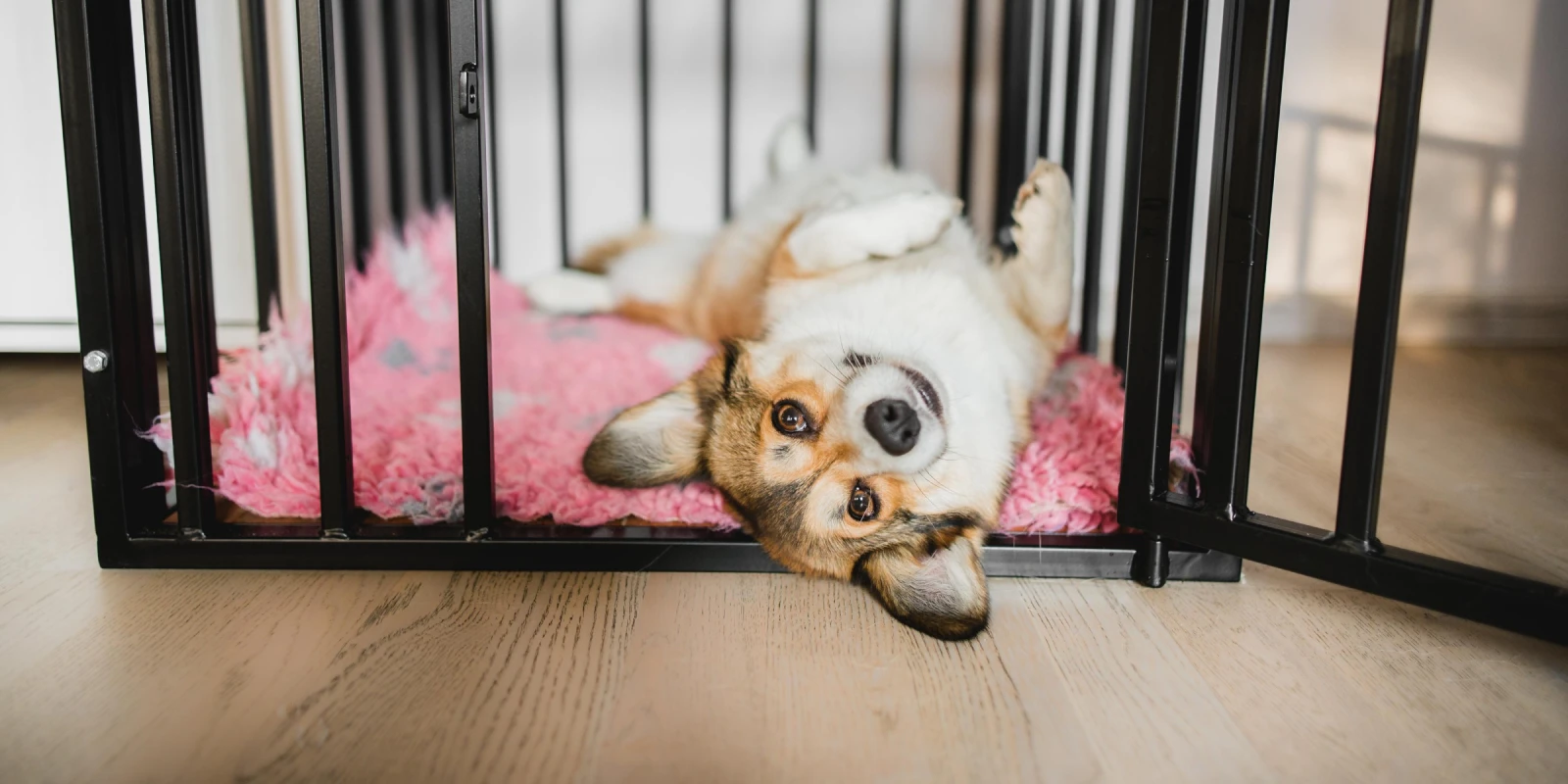 cão a treinar para ficar sozinho de forma tranquila e confiante