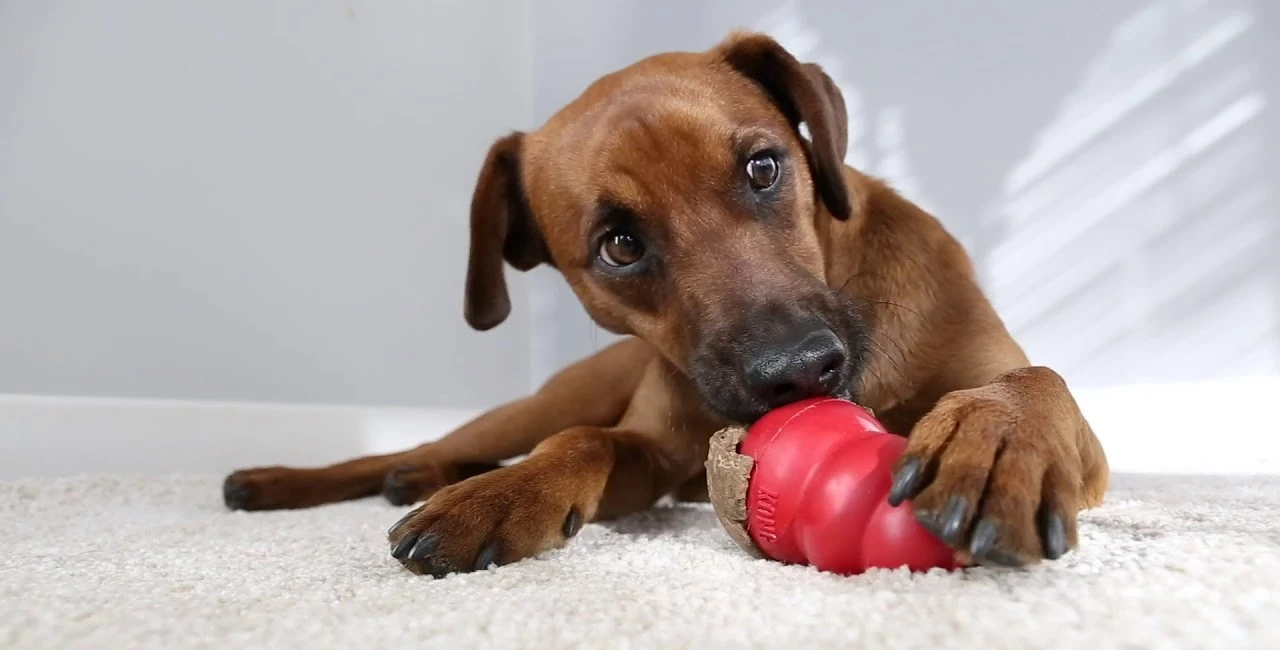 cão a usar brinquedo interativo KONG para reduzir o stress