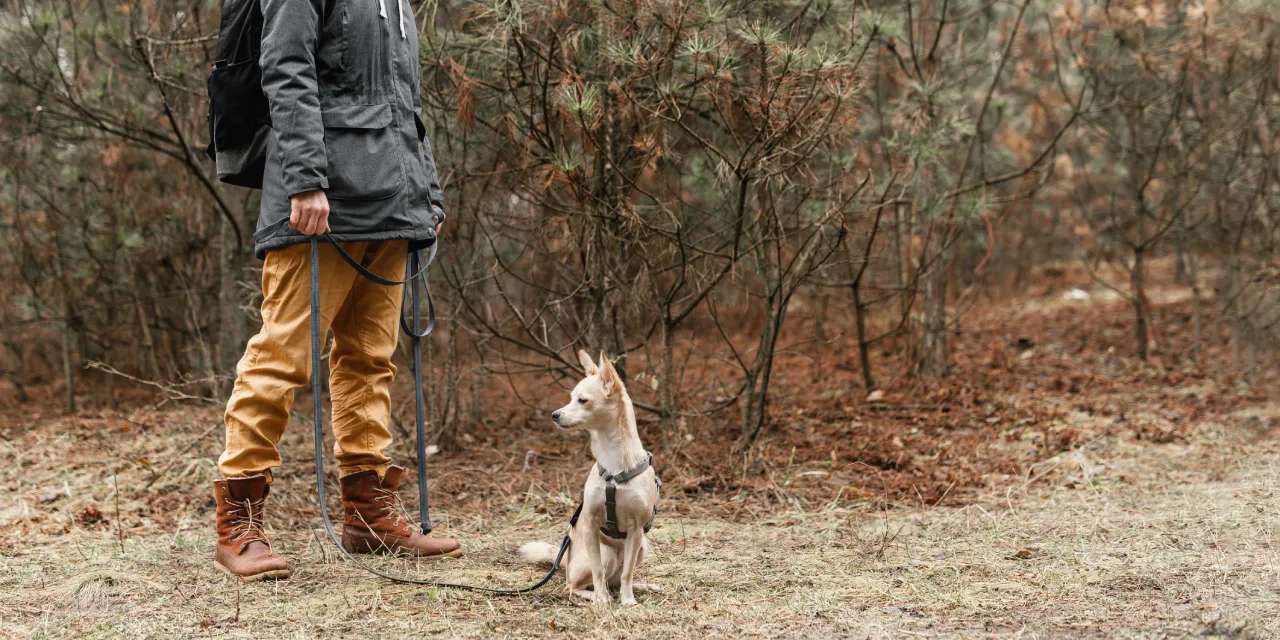 cão a passear no pinhal