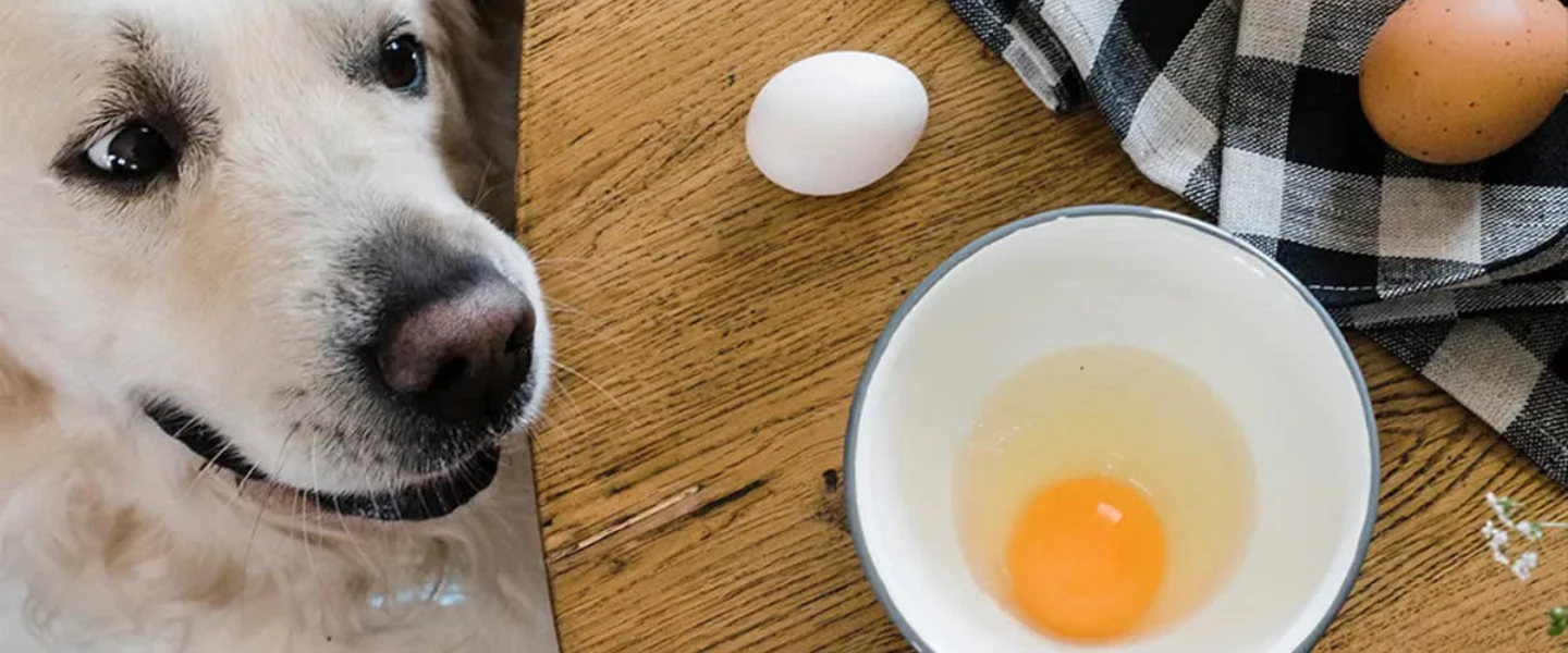 ovo cru risco para cães