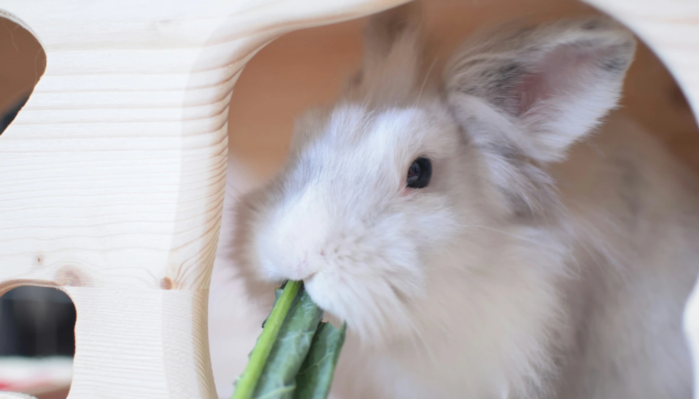 Coelho a comer vegetais frescos