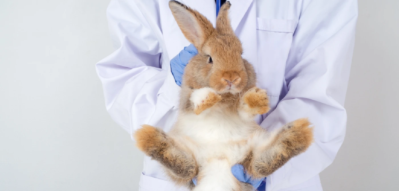 coelho a ser examinado no veterinario