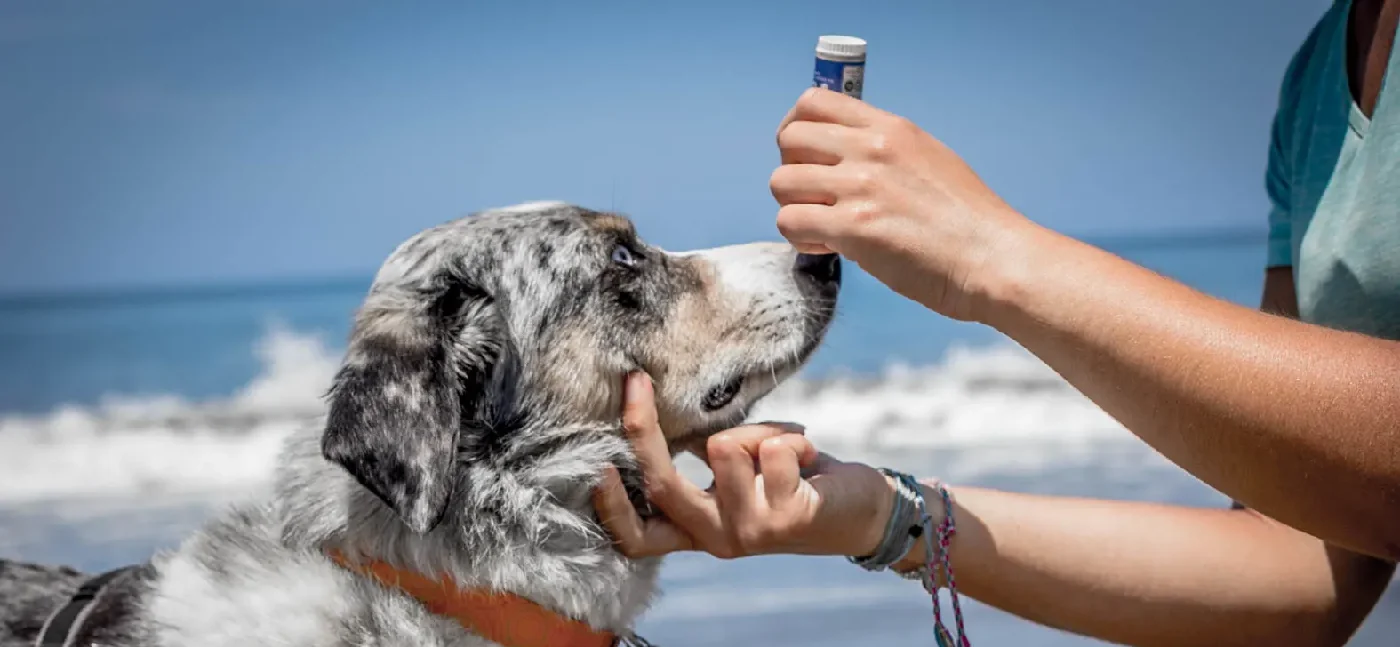 Aplicação de protetor solar específico para cães nas orelhas e focinho