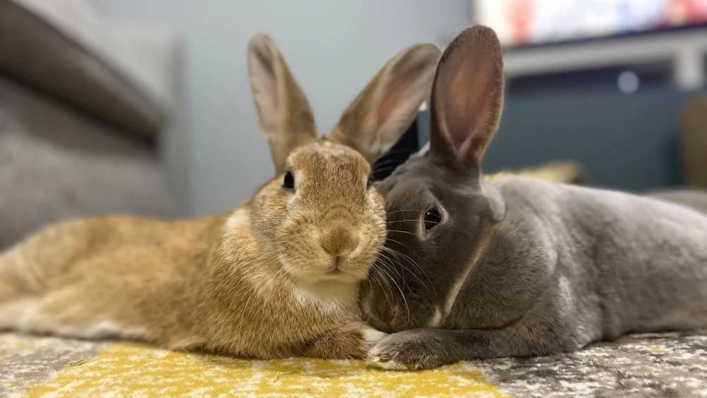 Dois coelhos juntos formando laços sociais