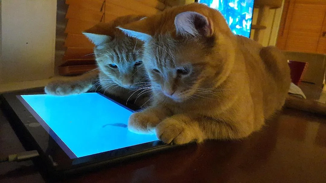 gatos a brincar com tablet