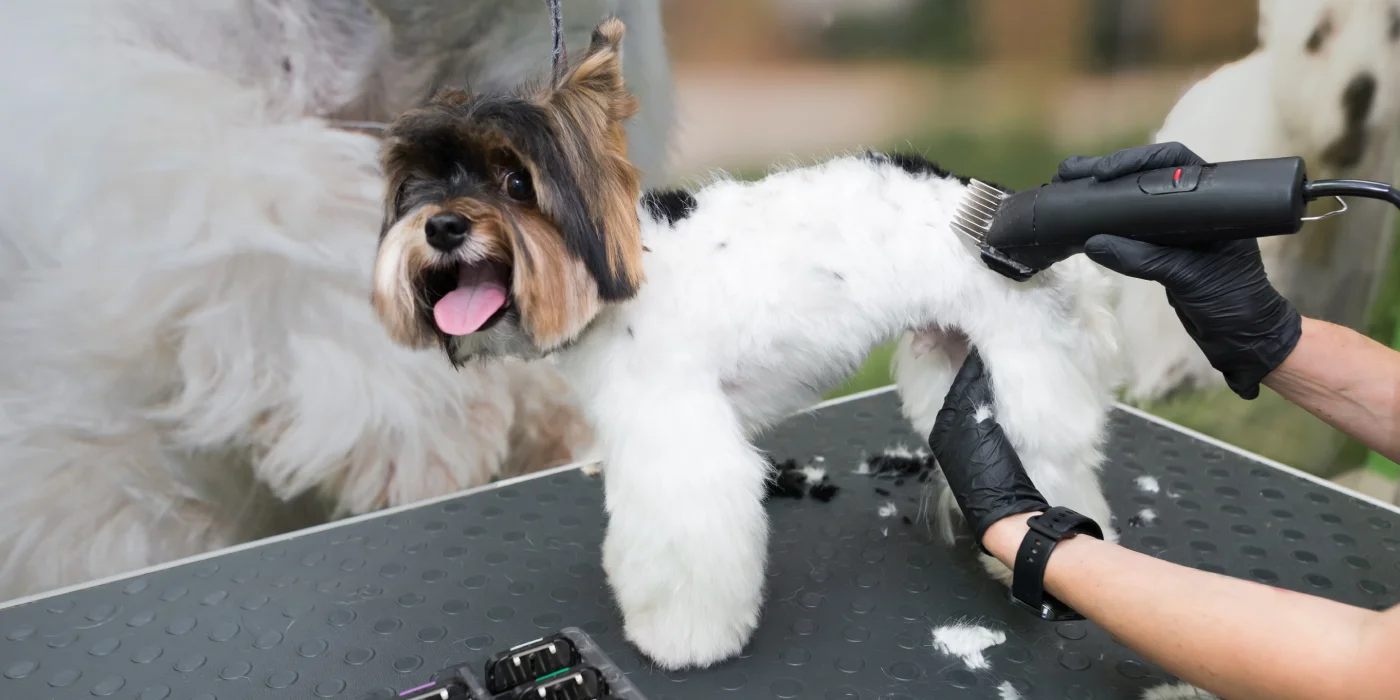 Cão a ser escovado por um groomer profissional