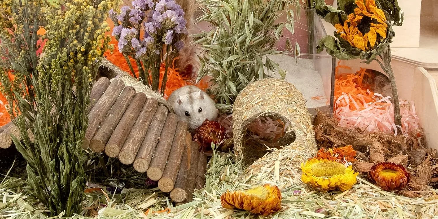 hamster enriquecimento ambiental