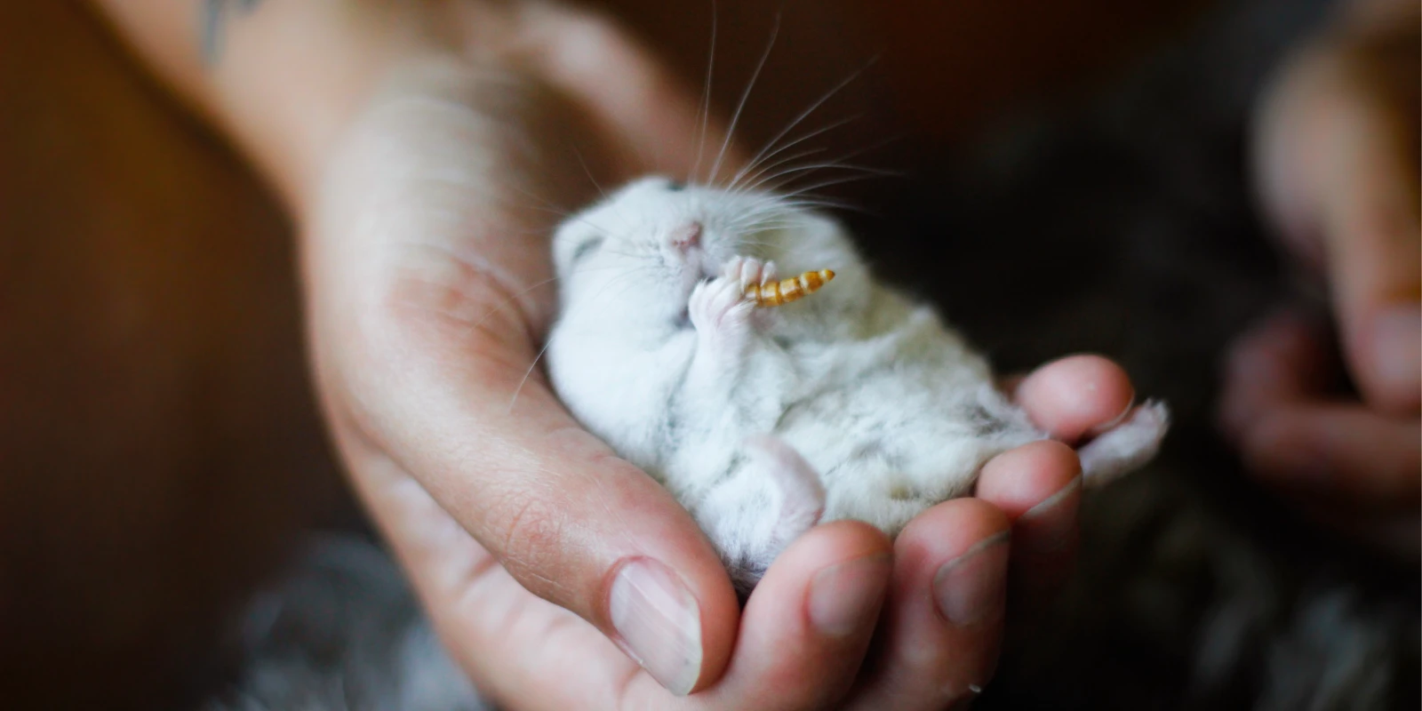 hamster a comer guloseima na mão