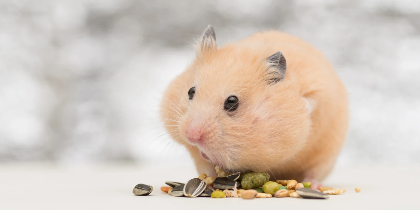 alimentação dos hamsters