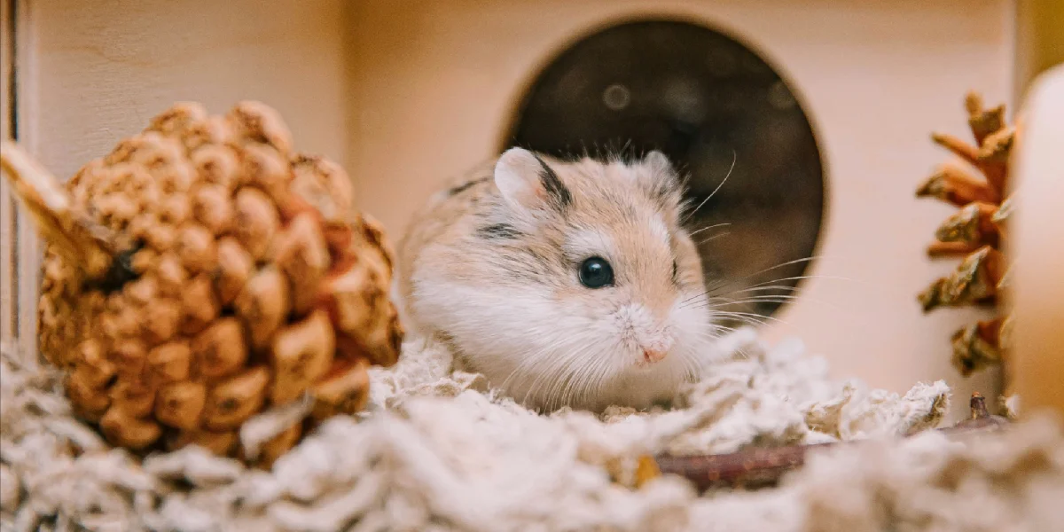 hamster na gaiola estimulação mental