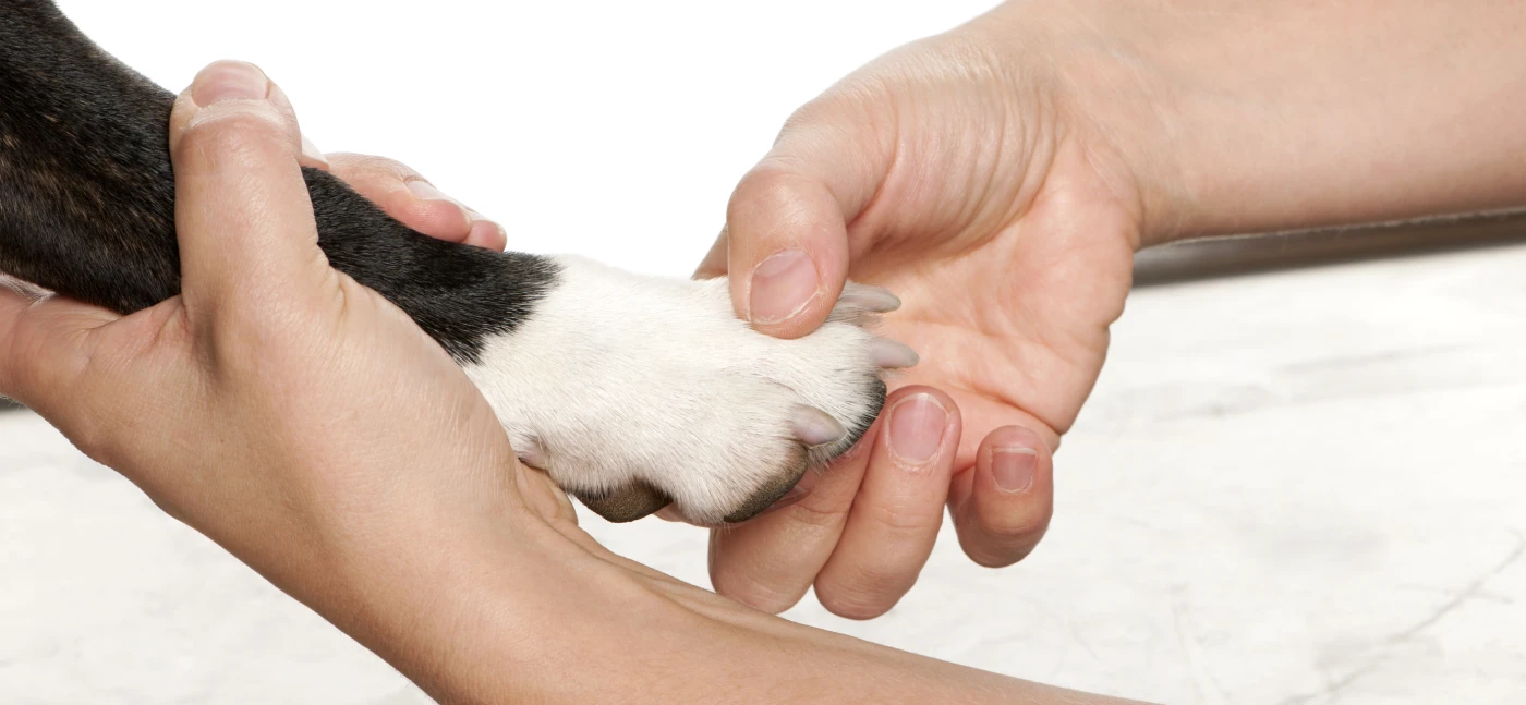 Tutor a verificar as patas do cão após passeio