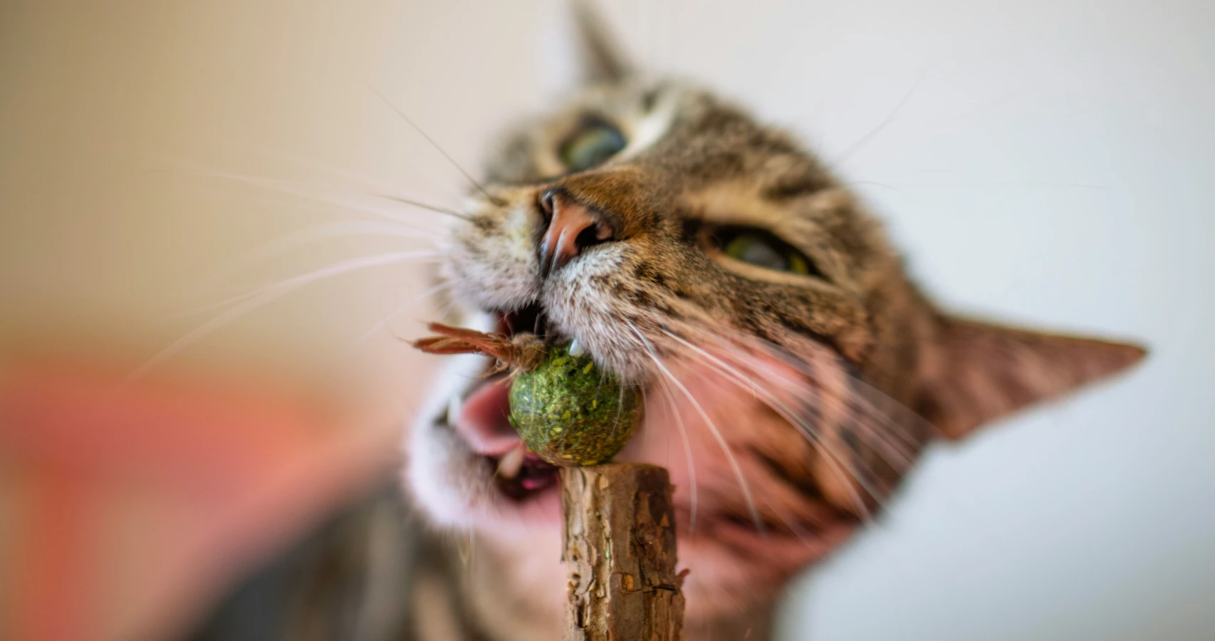 Gato a reagir ao cheiro do catnip