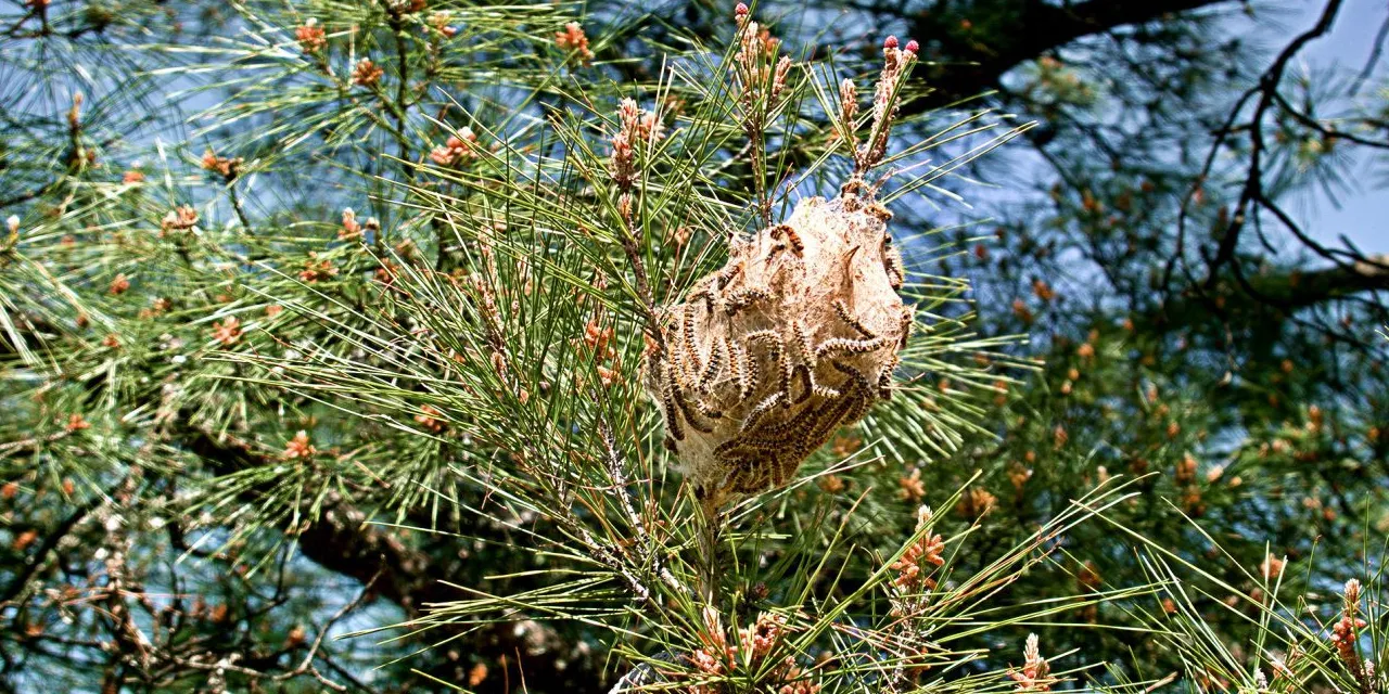 ninho de lagarta de pinheiro