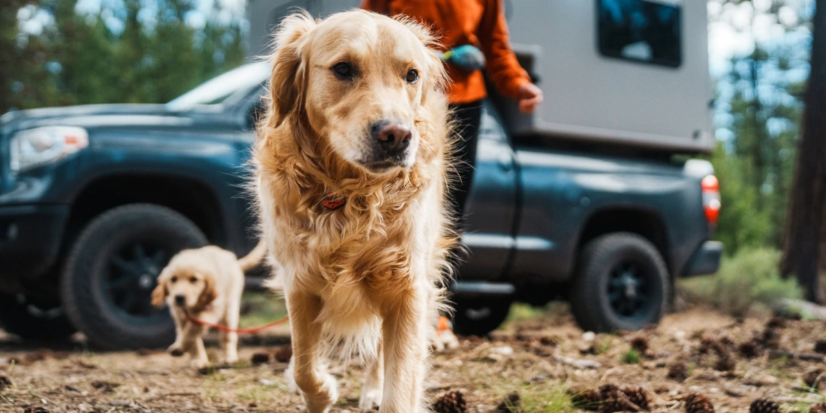 passear cão na natureza