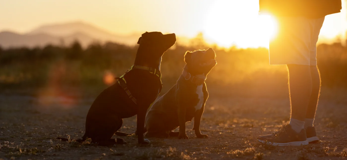 Cão a mostrar sinais de golpe de calor com língua de fora e ofegante