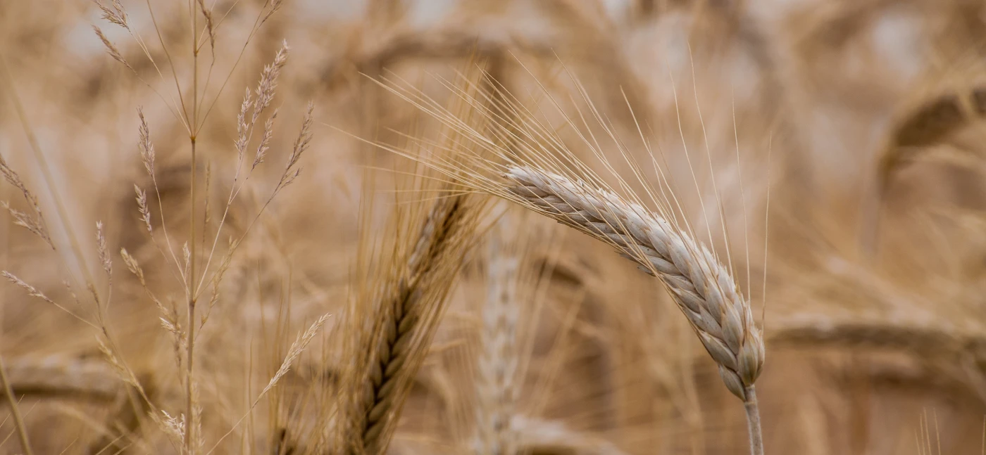 Praganas secas vistas de perto