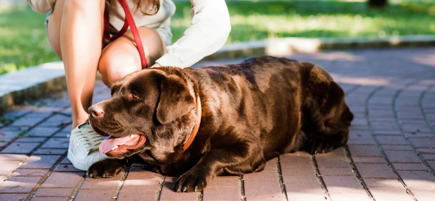 Cão a mostrar sinais de golpe de calor com língua de fora e ofegante