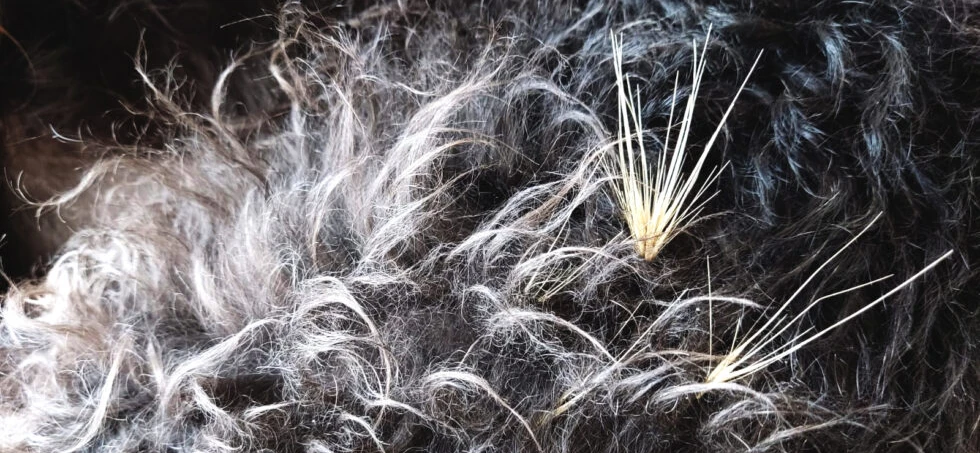 Pragana no pêlo do cão